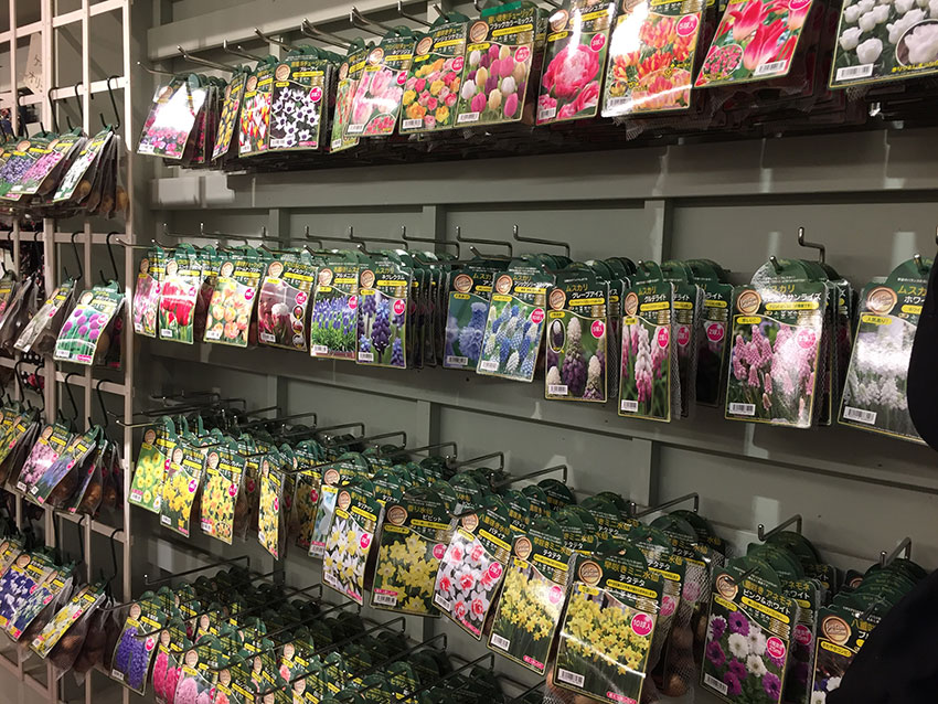 寄植えに使う植物の選び方 1