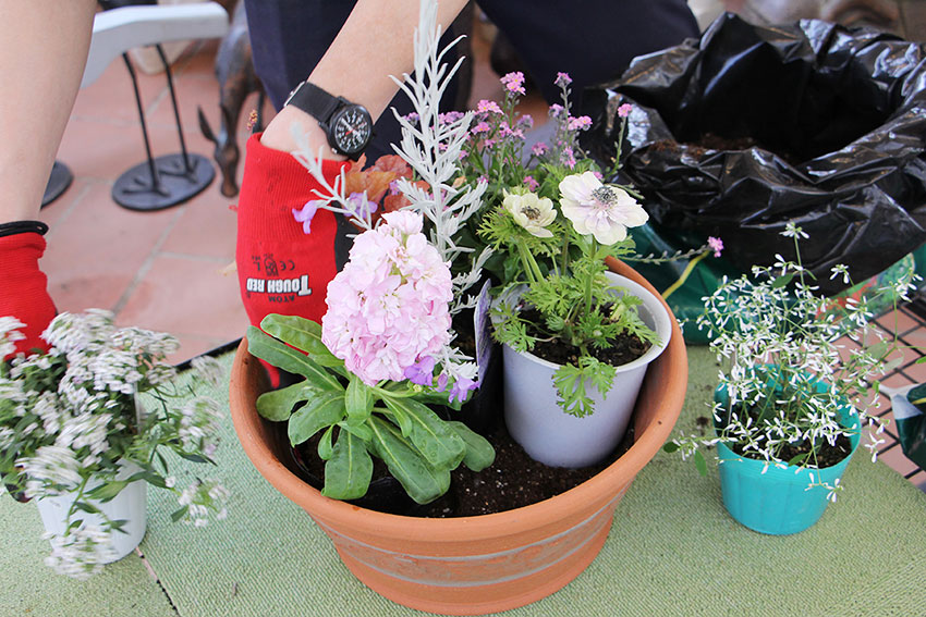 寄植えの基本1 苗と鉢のバランスを見る