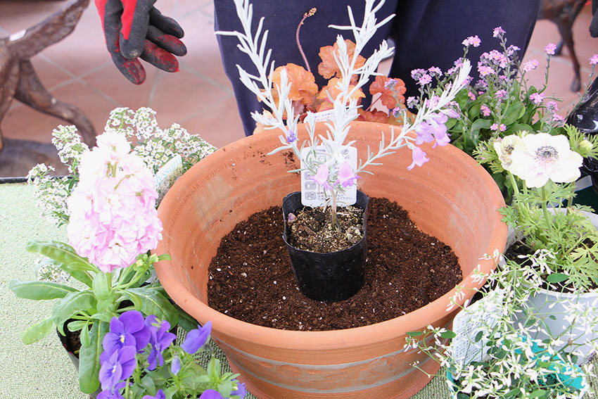 寄植えの基本3 表土の高さを揃える