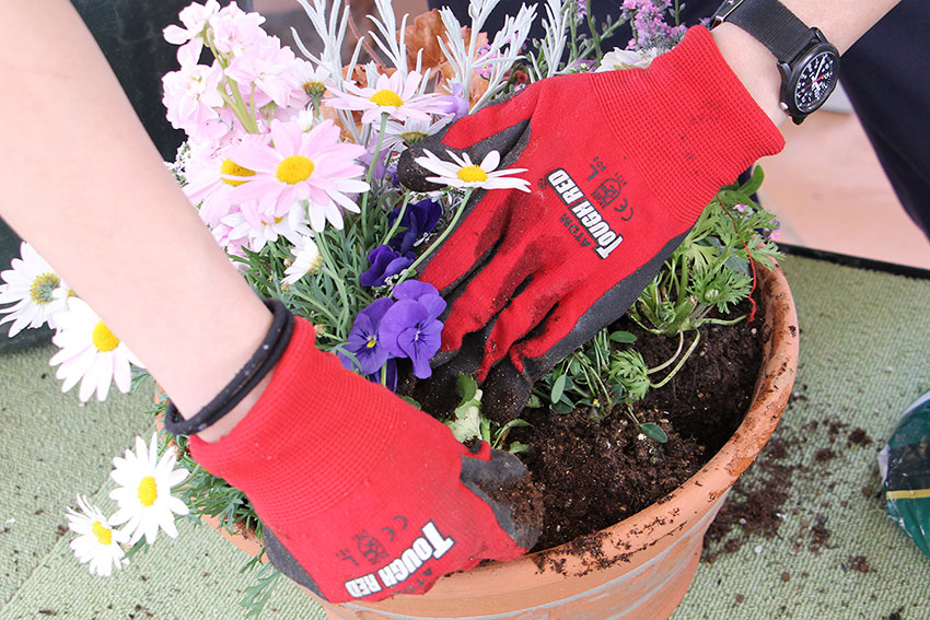 寄植えの基本5 苗の間に土を入れる