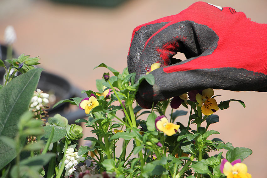 寄植えのメンテナンス2 花がら摘み