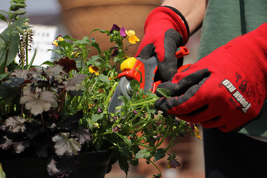 寄植えのメンテナンス3 切り戻し