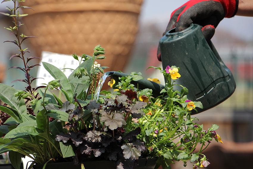 寄植えのメンテナンス1 水やり