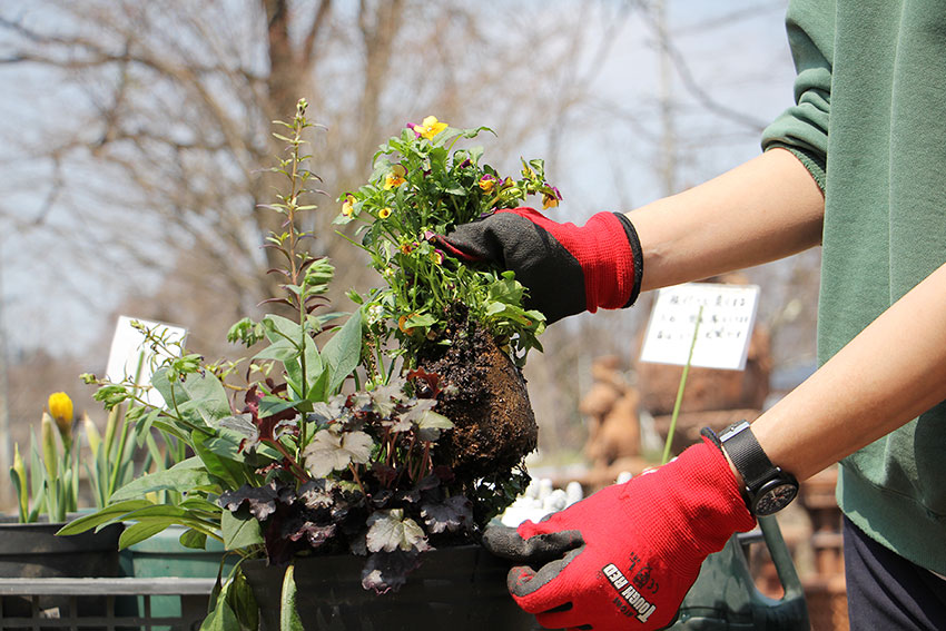 寄植えのメンテナンス4 花後の植物