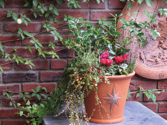 寄植えをするケイ山田
