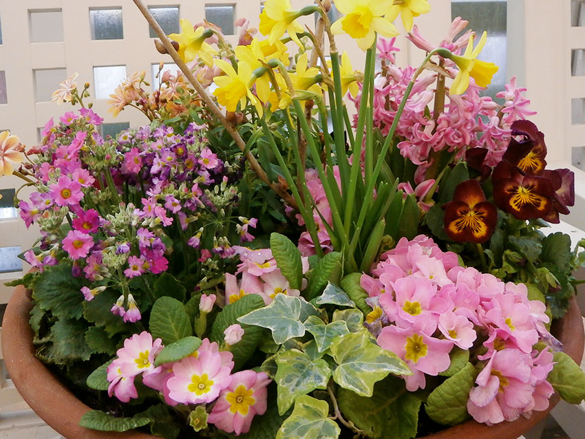 寄植えに使う植物の選び方 2