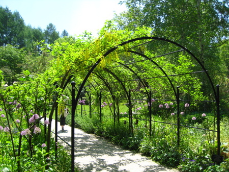 ラバーナム(キングサリ)のモール IMG_0774-thumb-450x337-4430.jpg