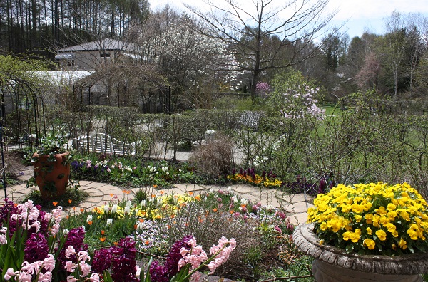 宿根草 多年草 冷蔵 アイス 球根【フルチリア・メレアグレス】3