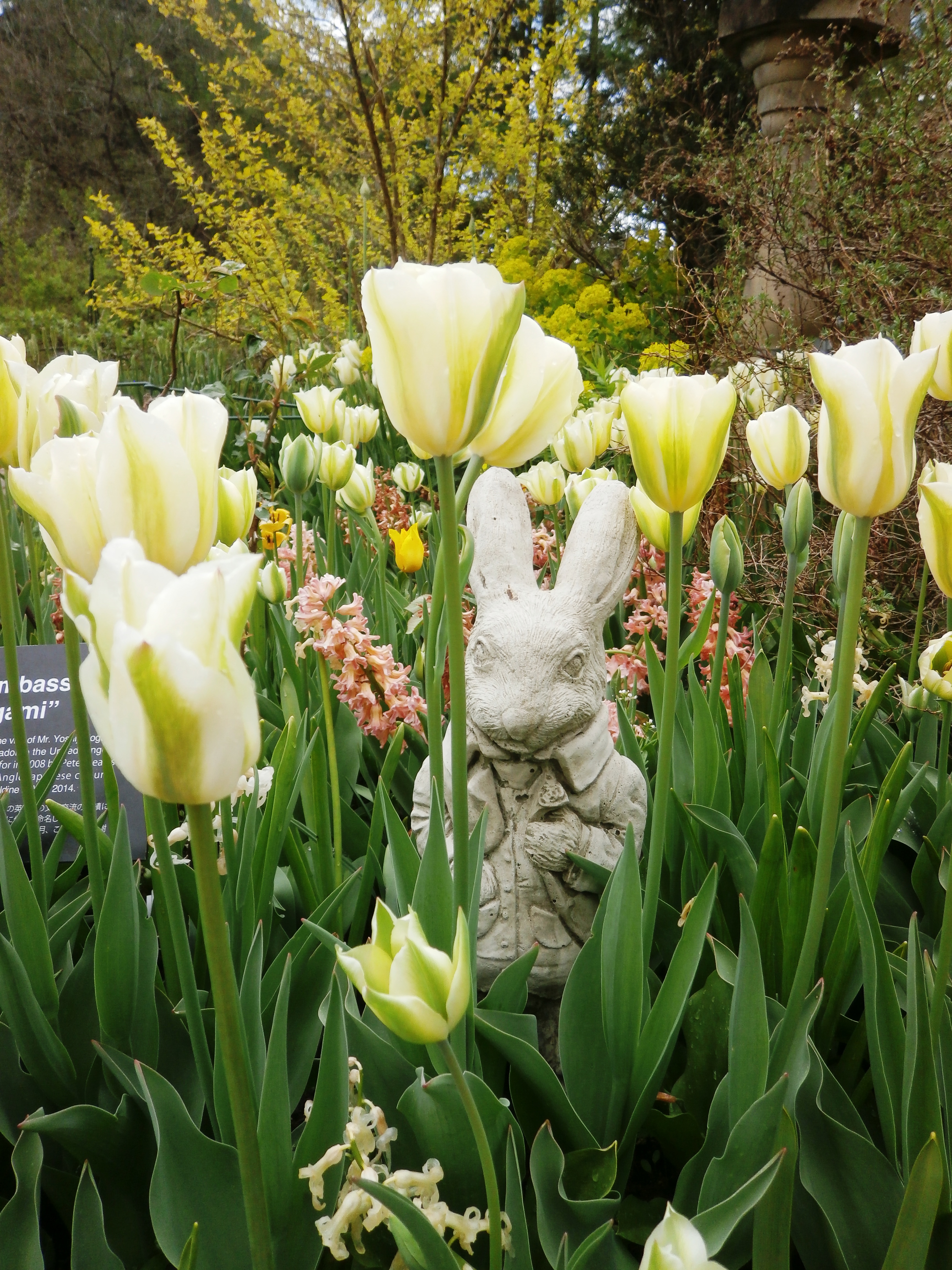 バラ色の暮し チュールレース ベスト バラクライングリッシュガーデン 楽天市場】New!【バラ色の暮し】プリント切り替えプルオーバー