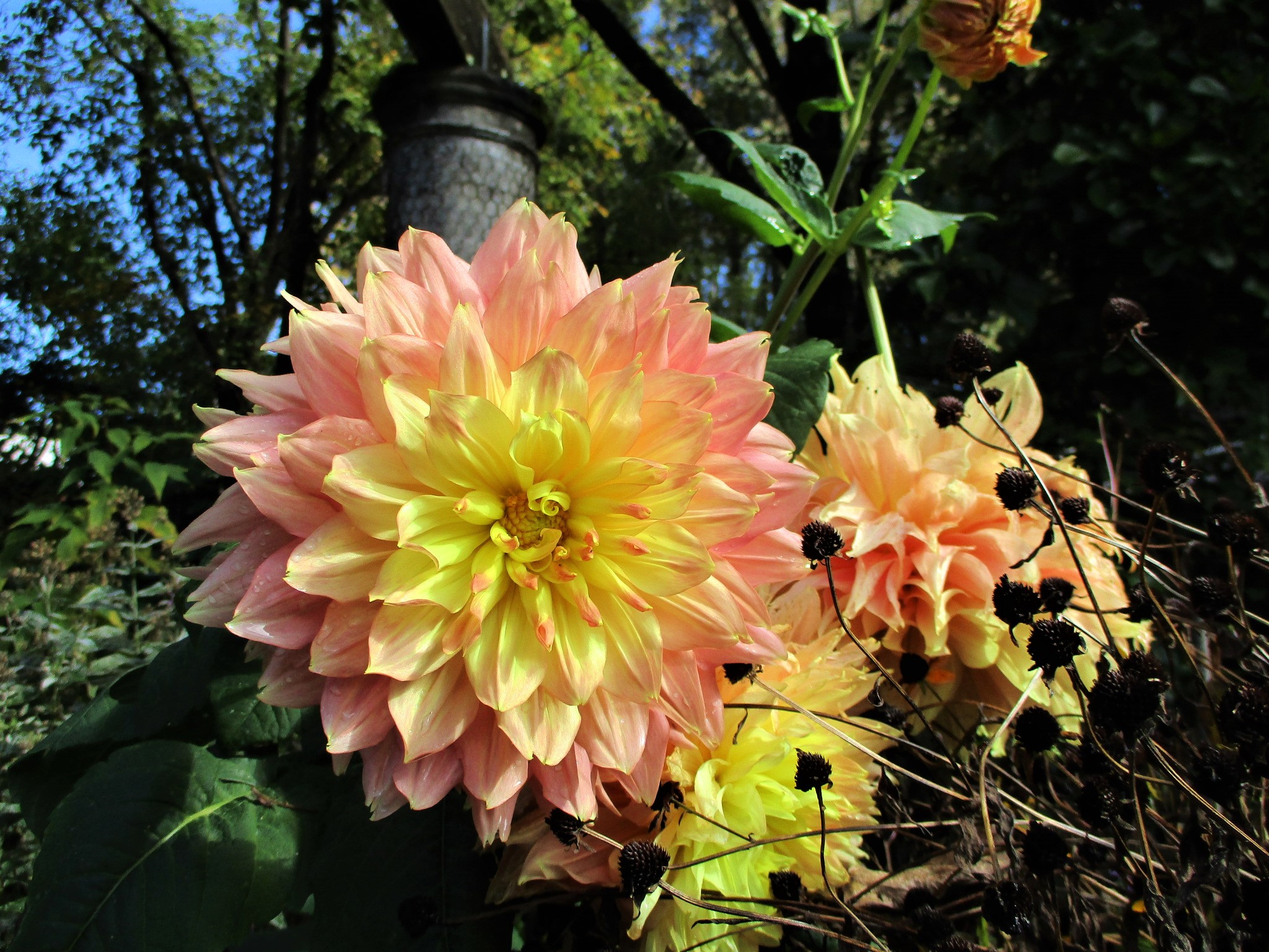 10月23日のガーデン | 蓼科高原バラクライングリッシュガーデン