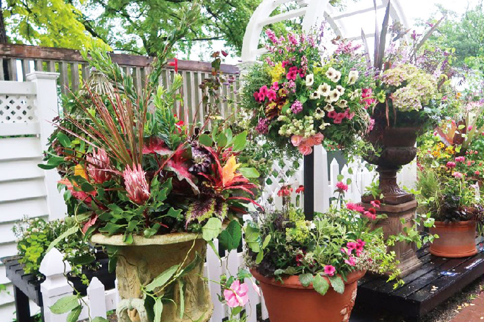 ハーベストフェスティバル 寄せ植え