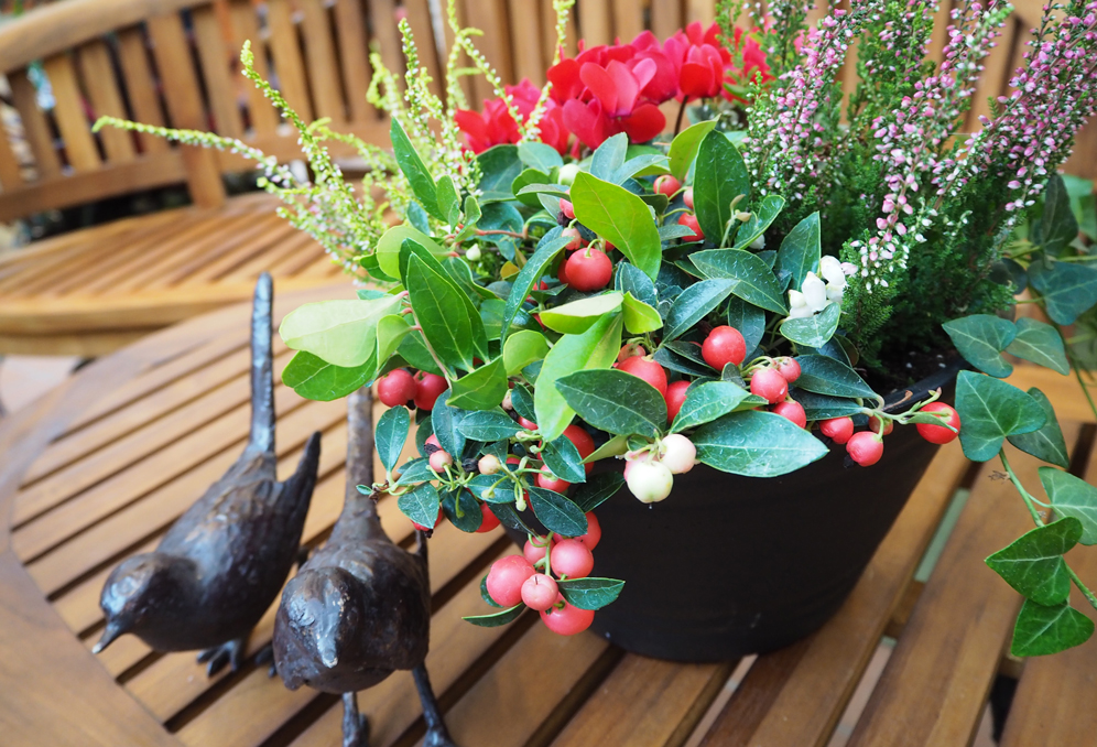 クリスマス寄植え