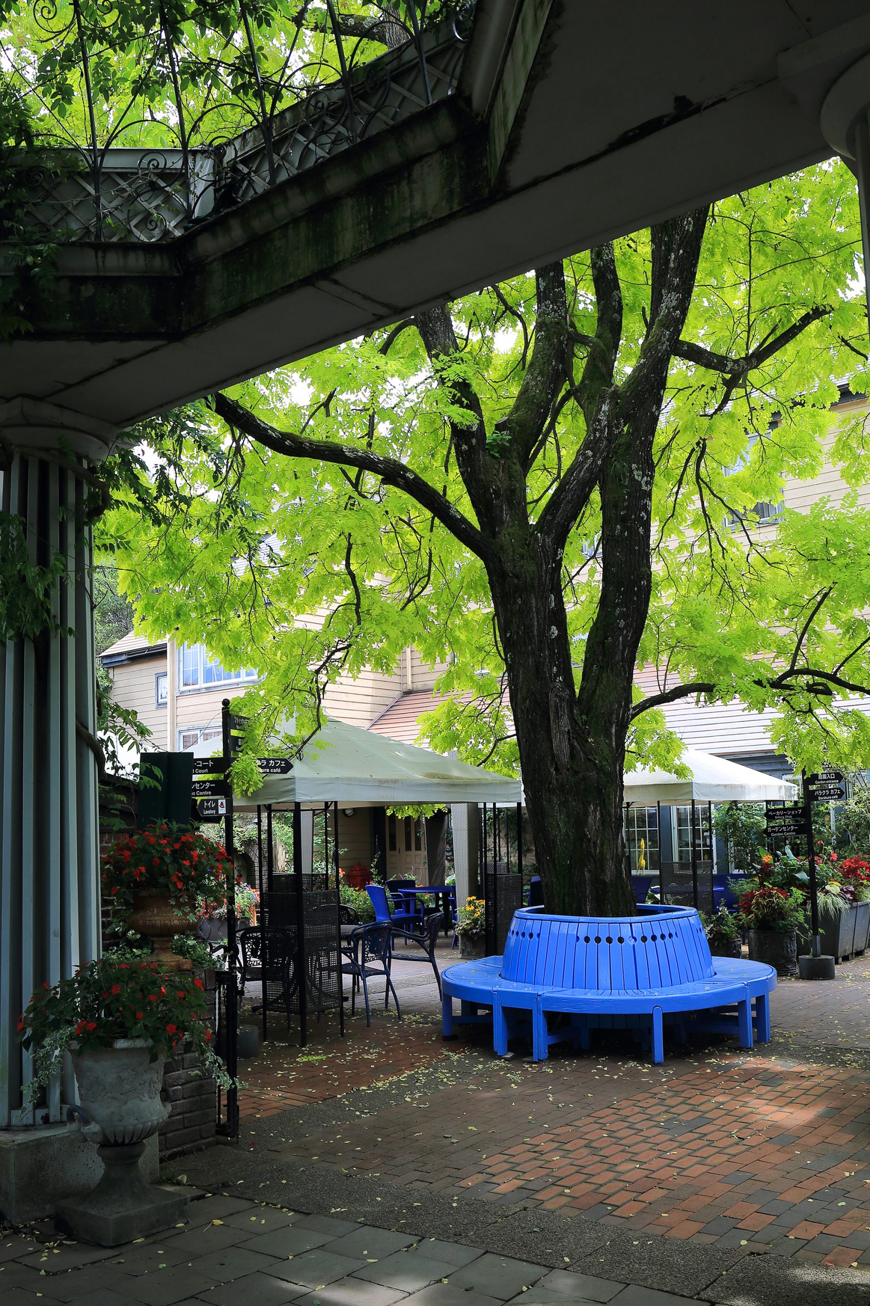 前売券のご案内 | 蓼科高原バラクライングリッシュガーデン