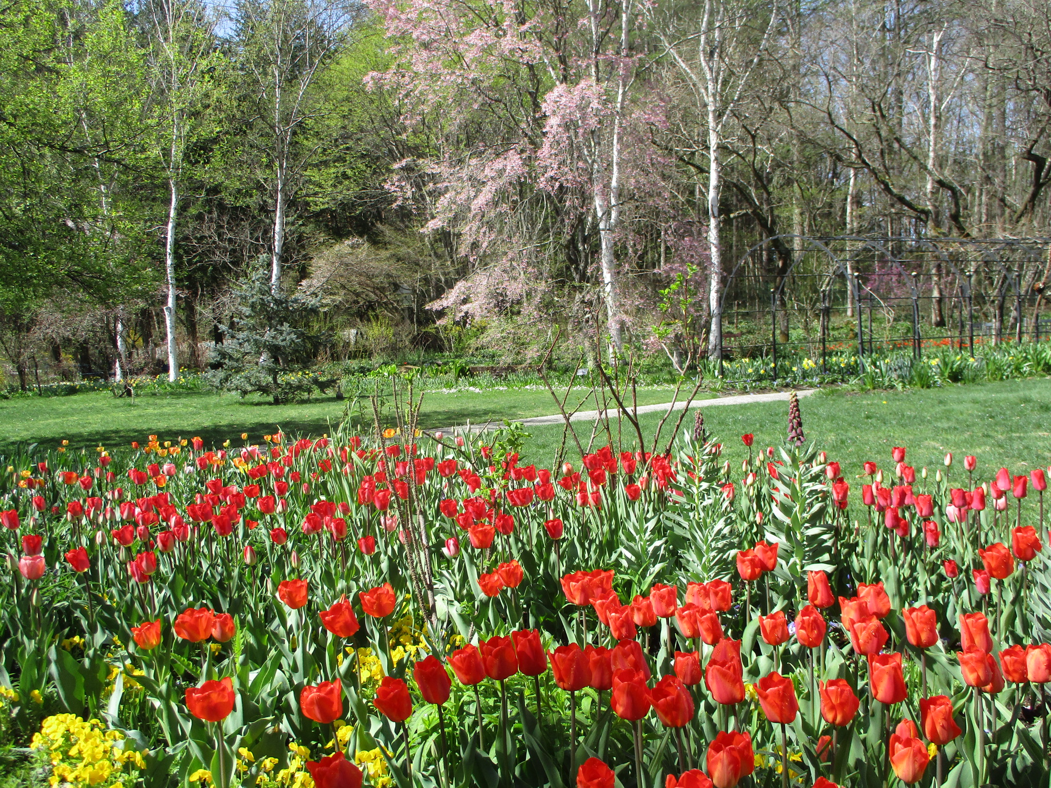 バラ色の暮し チュールレース ベスト バラクライングリッシュガーデン 楽天市場】New!【バラ色の暮し】プリント切り替えプルオーバー