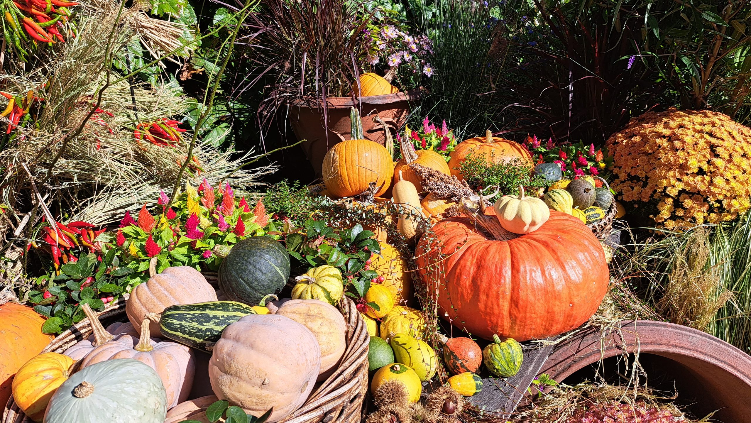 蓼科バラクラ 収穫祭2022 開催中 | 蓼科高原バラクライングリッシュ