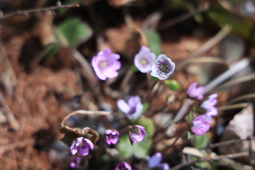 薄い紫の雪割草
