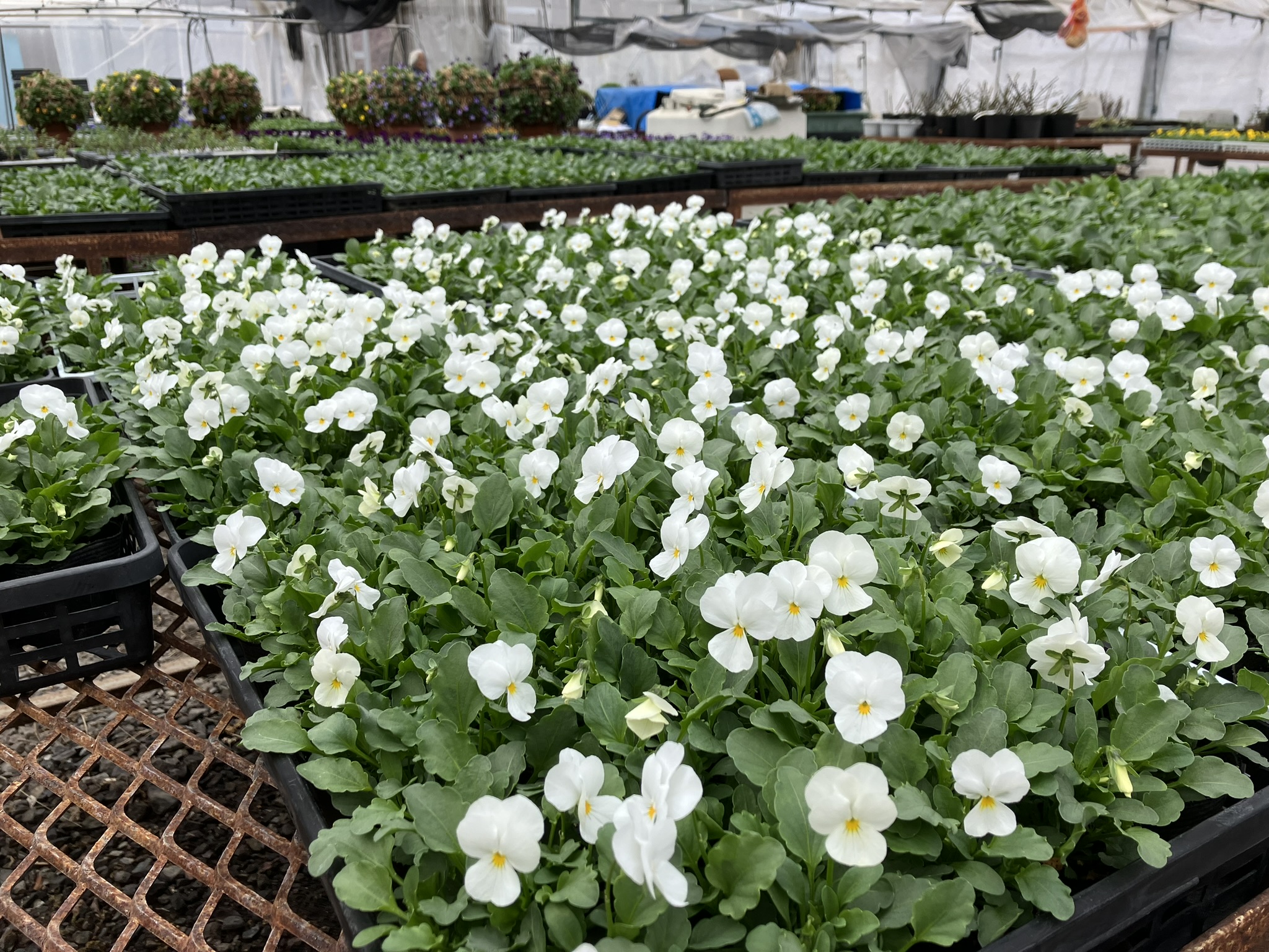 45.ビオラグラデ　バラクラバ Lola hats レディース