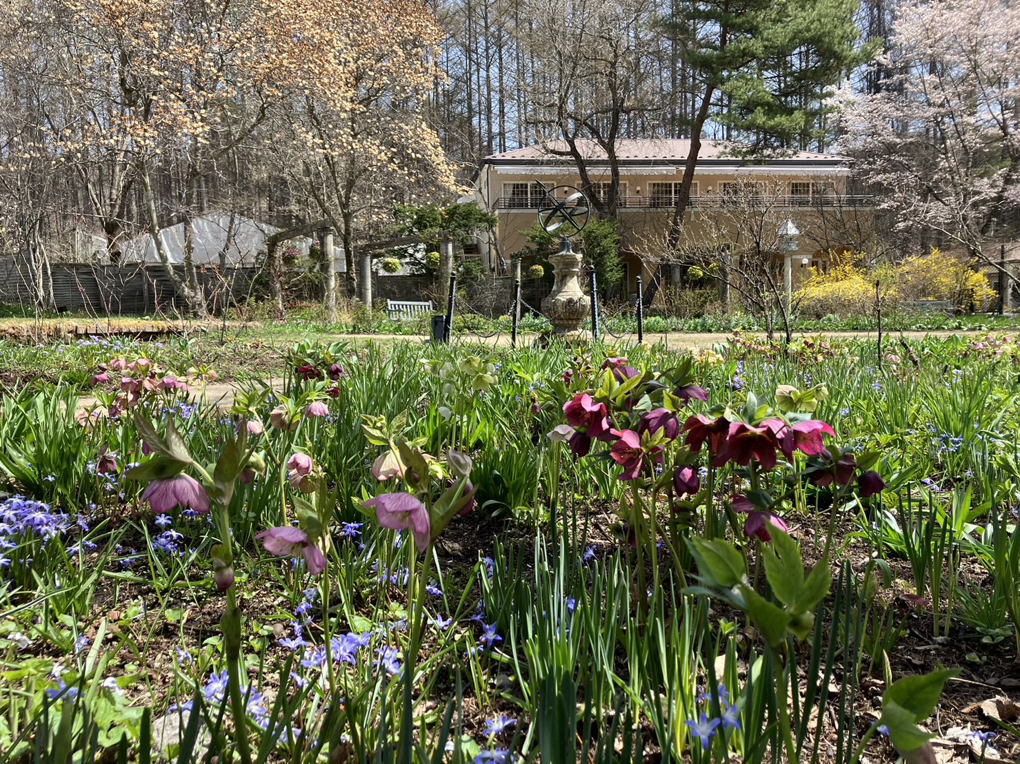 4月11日のガーデン | 蓼科高原バラクライングリッシュガーデン