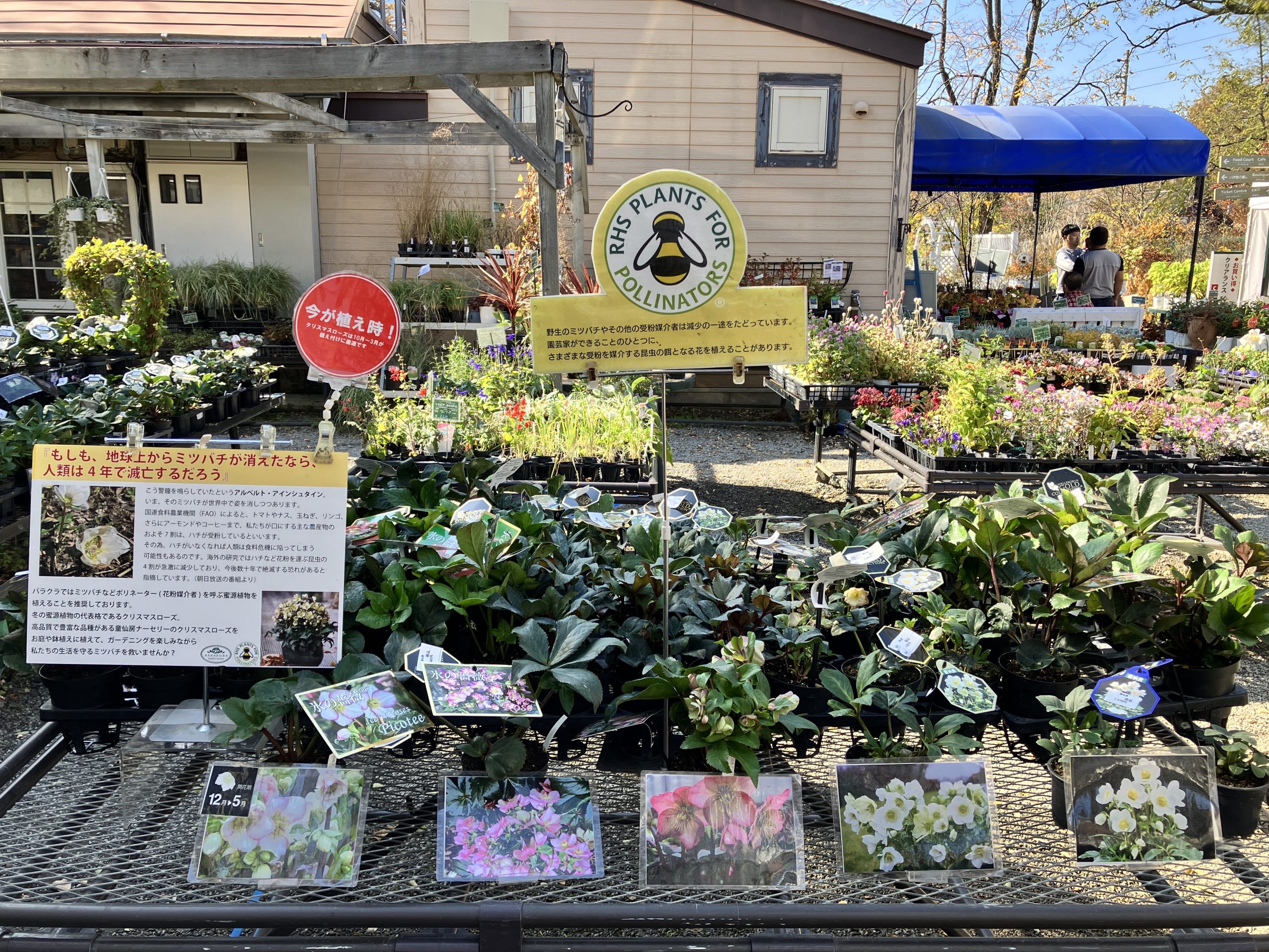 どこよりも早い！クリスマスローズフェア開催中！！ | 蓼科高原