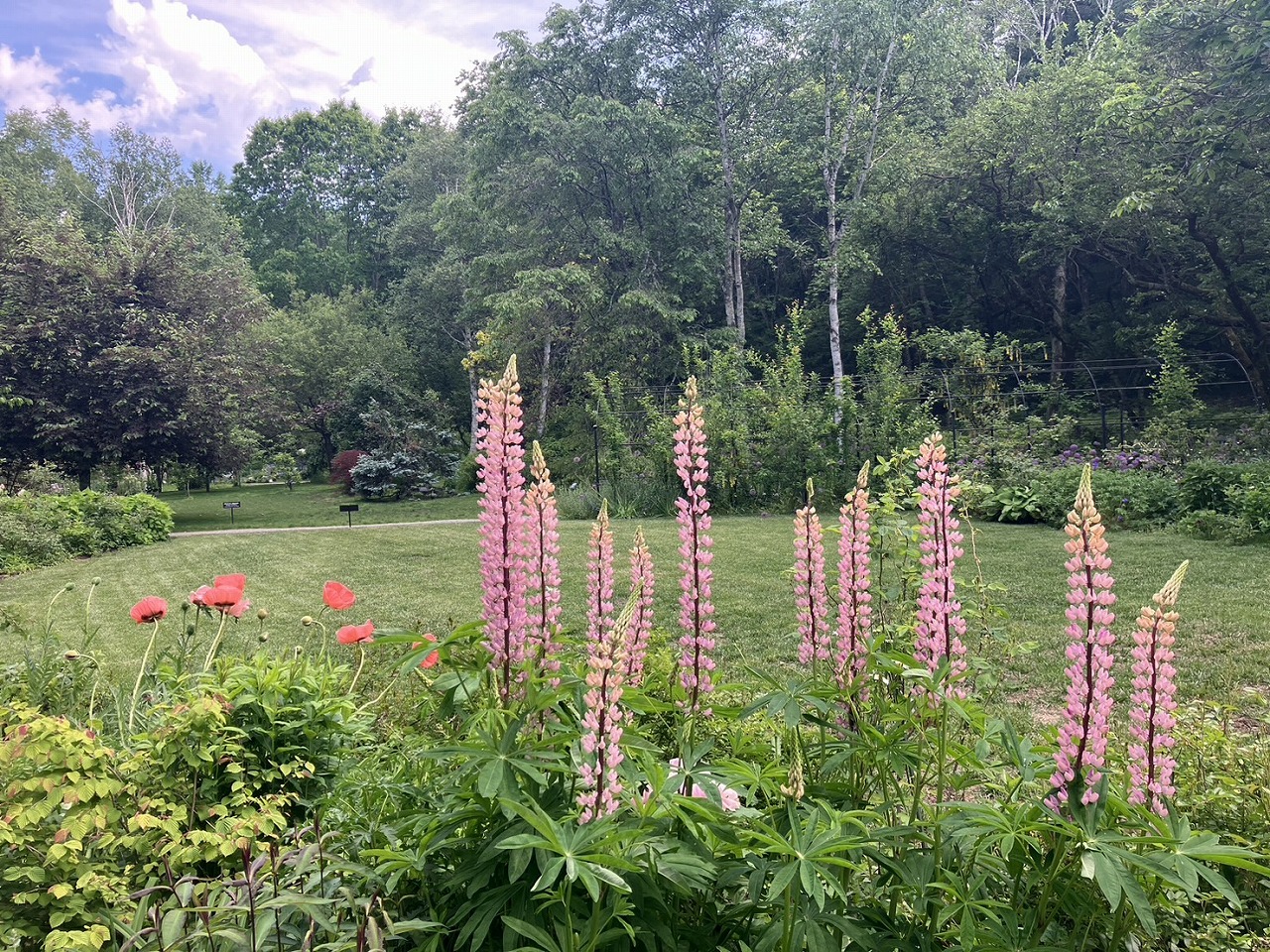 6月1日のガーデン | 蓼科高原バラクライングリッシュガーデン