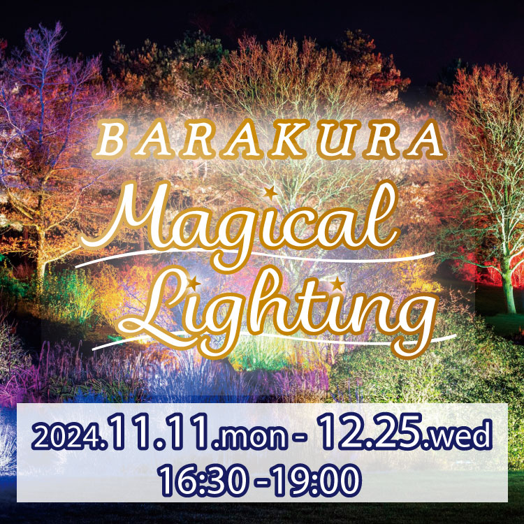 BARAKURA MAGICAL LIGHTING