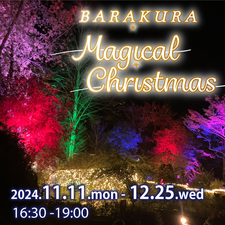 BARAKURA MAGICAL CRISTMAS