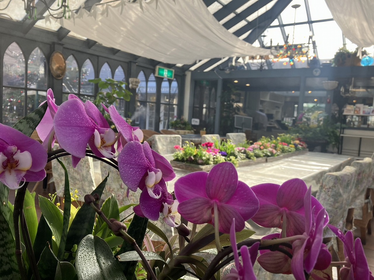 ケイ山田のらん＆寄せ植え展2025 | 蓼科高原バラクライングリッシュ