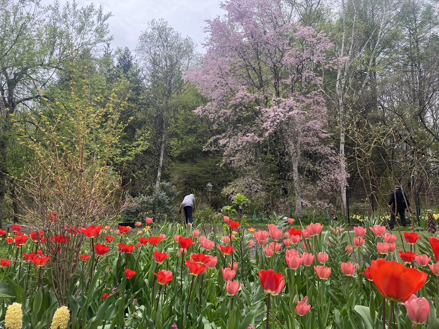 4月28日のガーデン | 蓼科高原バラクライングリッシュガーデン