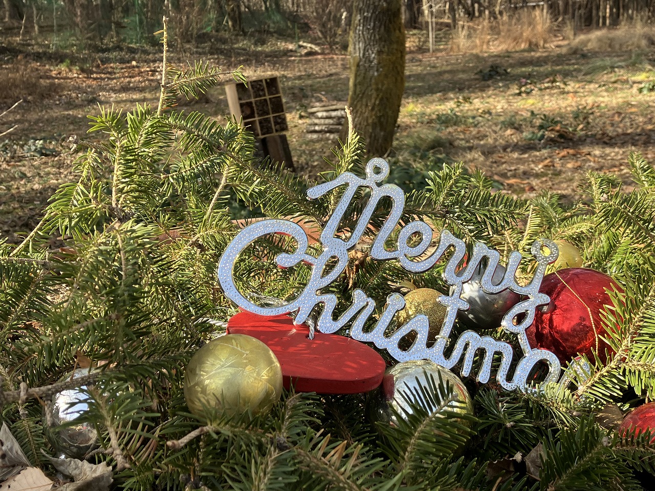 12月13日のガーデン | 蓼科高原バラクライングリッシュガーデン