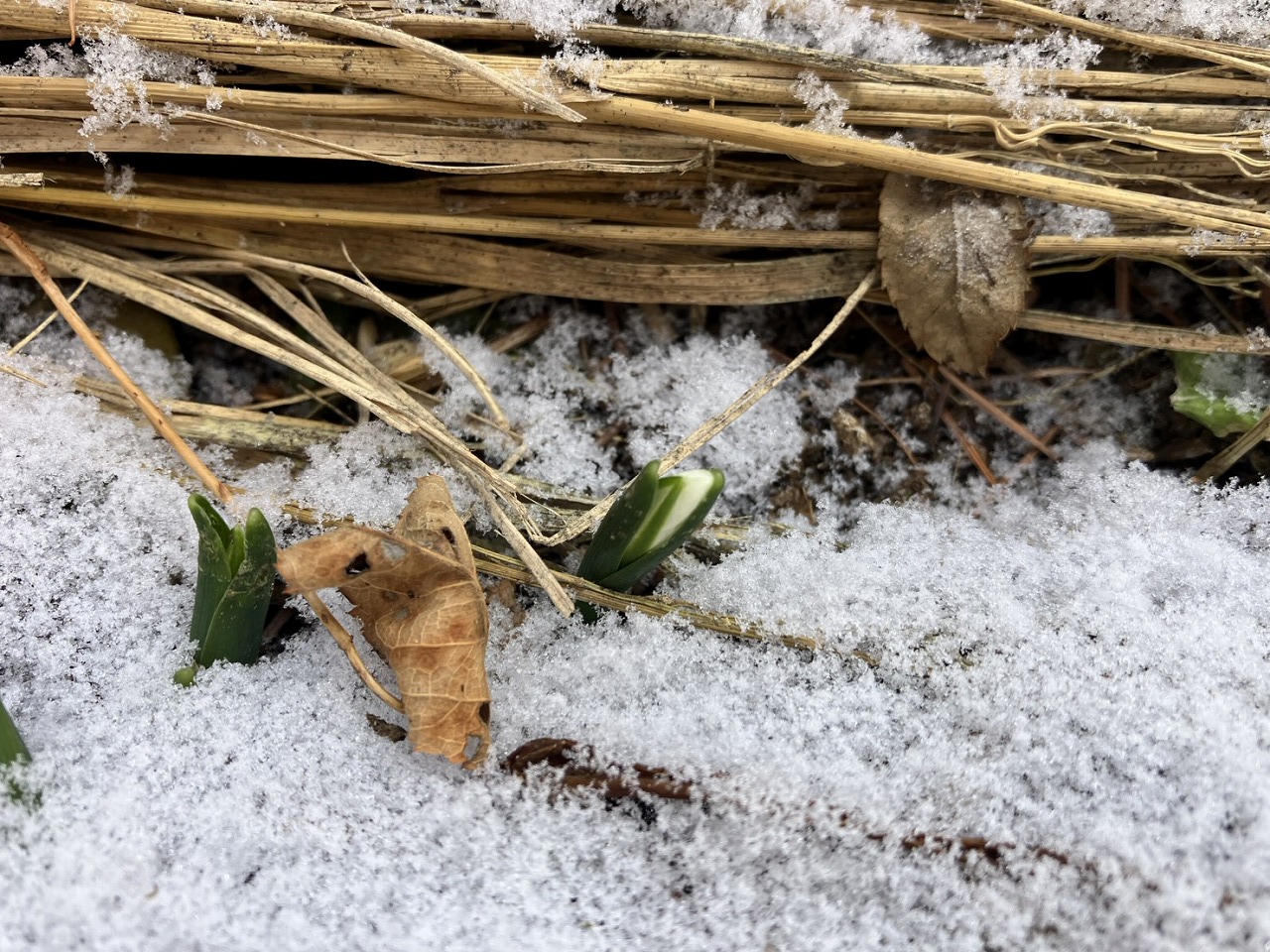 1月22日のガーデン | 蓼科高原バラクライングリッシュガーデン
