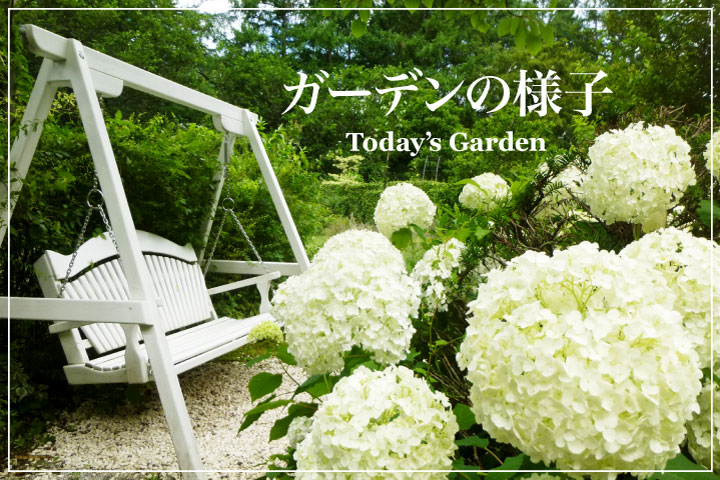 today's garden